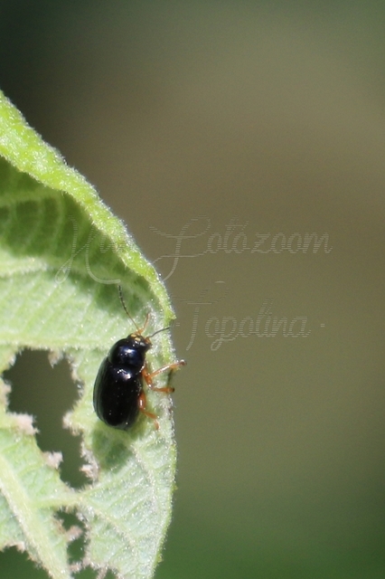 Cryptocephalus ocellatus