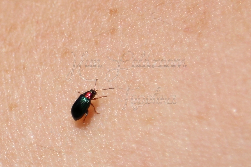 Crepidodera aurata - ékes fűz-földibolha