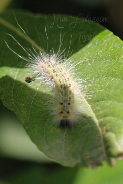 Hyphantria cunea - amerikai fehér medvelepke