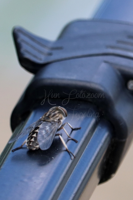 Tabanus