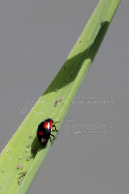 Adalia bipunctata - kétpettyes katica