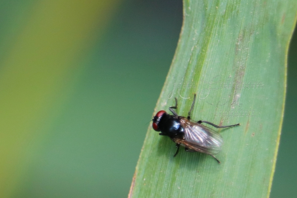 Muscidae - igazi legyek