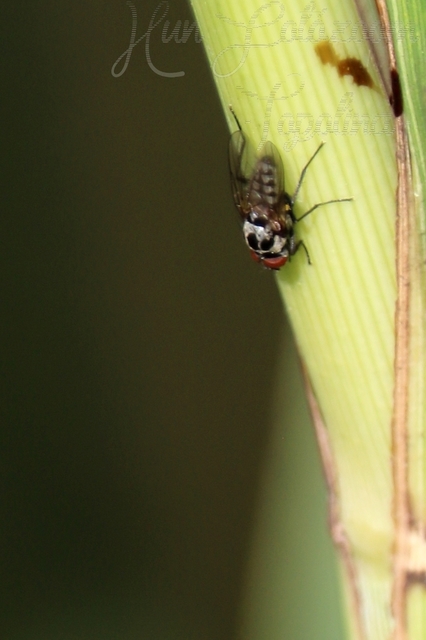 Anthomyia