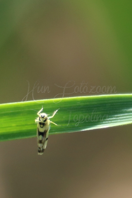 Eupteryx