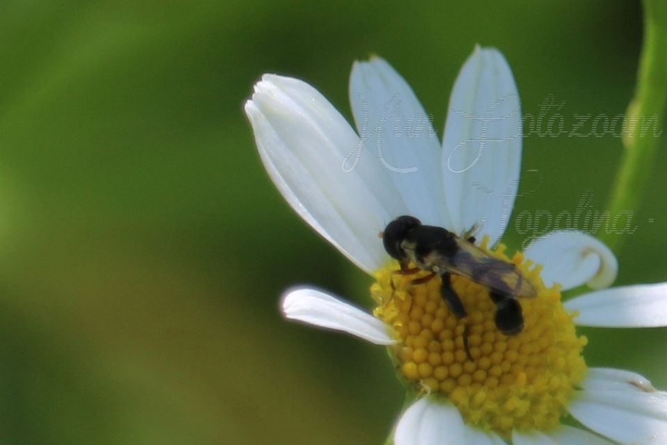 Syritta pipiens - zizegő comboslégy