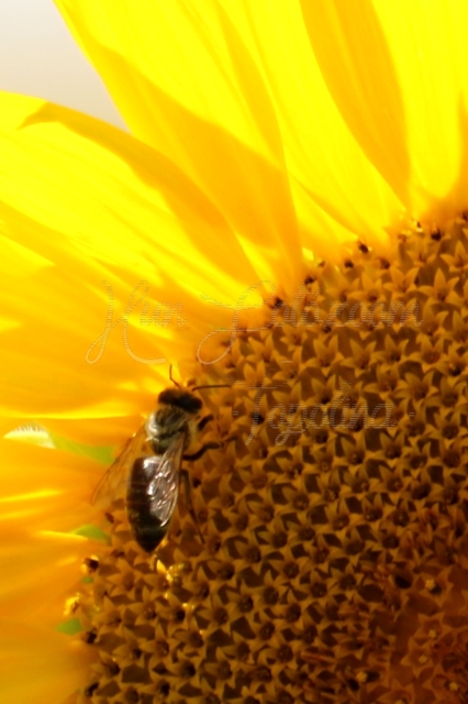 Apis mellifera - háziméh