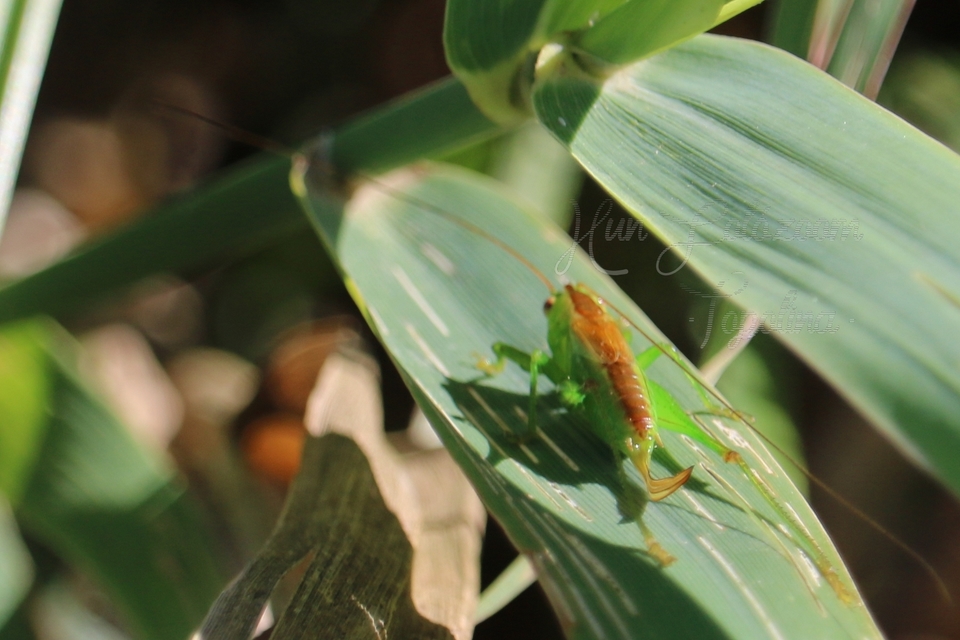 Conocephalus dorsalis - sarlós kúpfejűszöcske