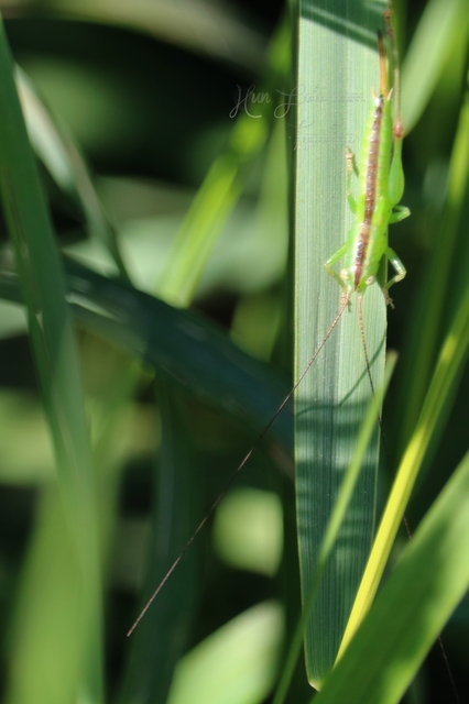Conocephalus dorsalis - sarlós kúpfejűszöcske