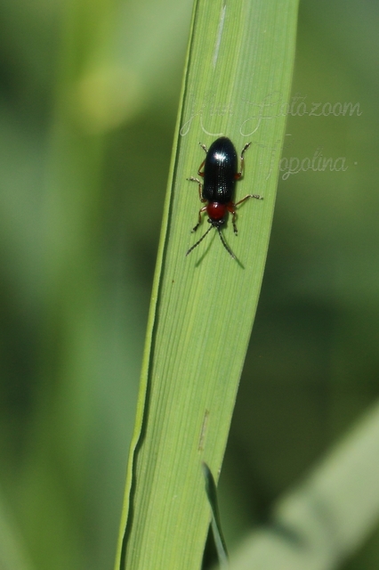 Oulema melanopus/duftschmidi