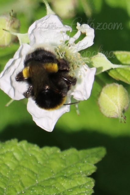 Bombus terrestris/lucorum
