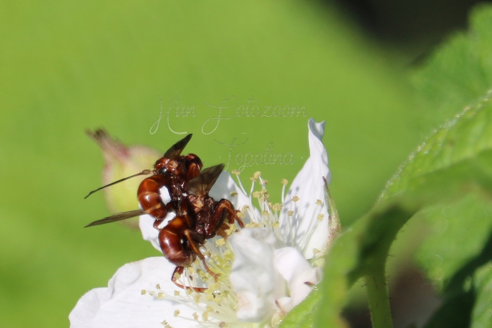 Sicus ferrugineus - rozsdás fejeslégy