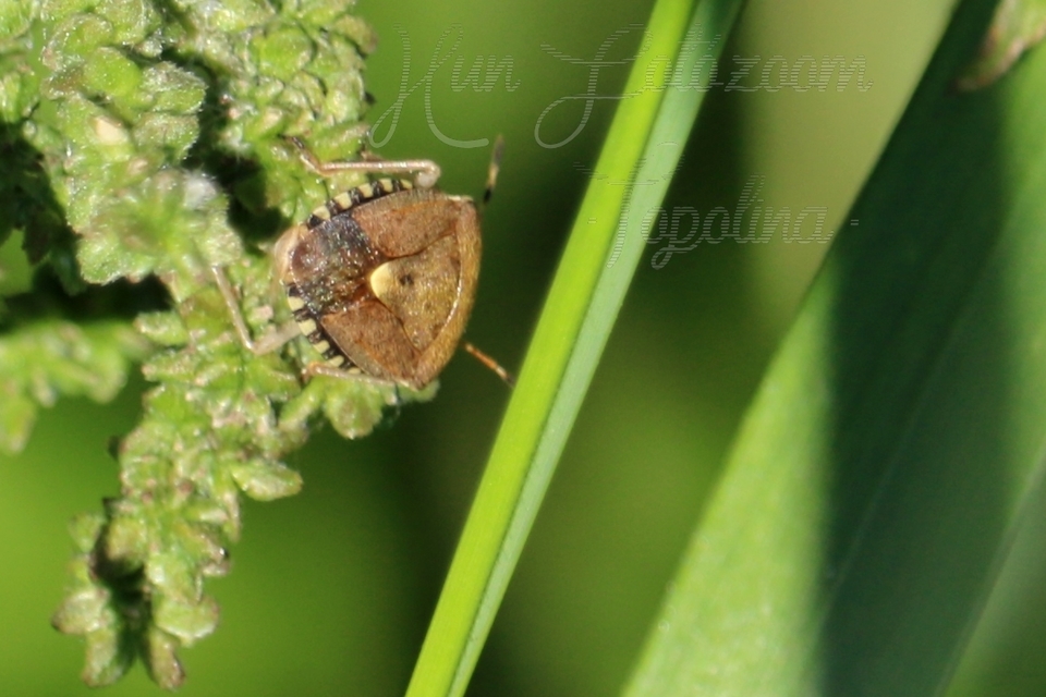 Dolycoris baccarum - közönséges bogyómászó-poloska