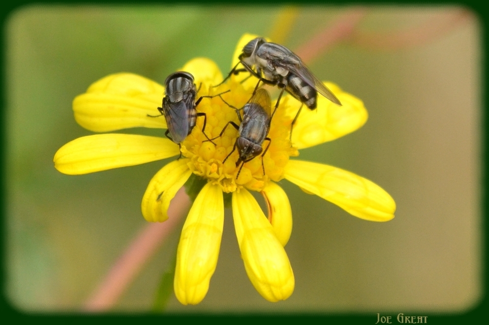 Stomorhina lunata - sáskaparazita légy