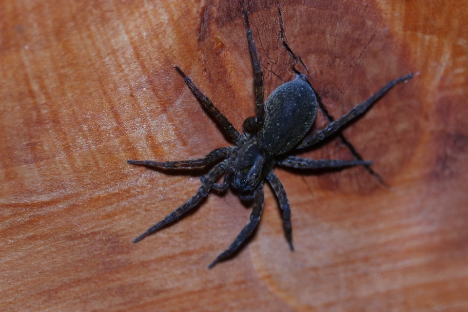Trochosa