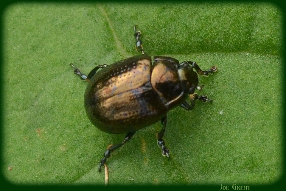 Chrysolina oricalcia - bronzos levélbogár