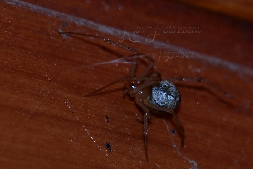 Parasteatoda tepidariorum - üvegházi törpepók