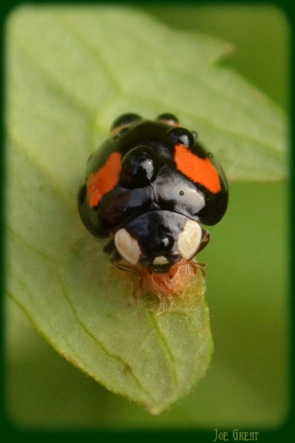Harmonia axyridis - harlekinkatica