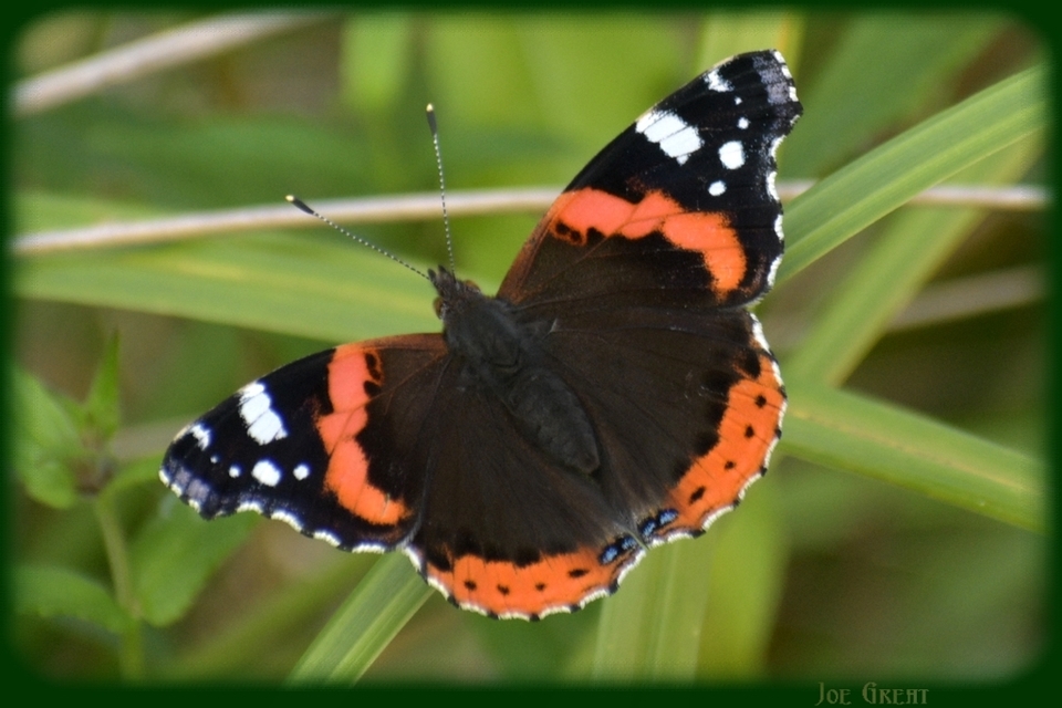 Vanessa atalanta - atalantalepke