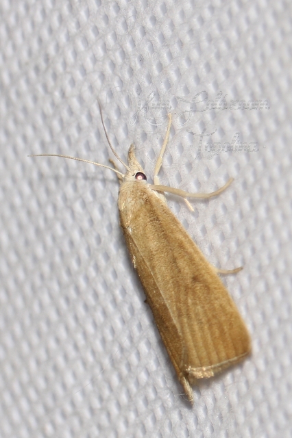 Agriphila straminella - aranyrojtú fűgyökérmoly