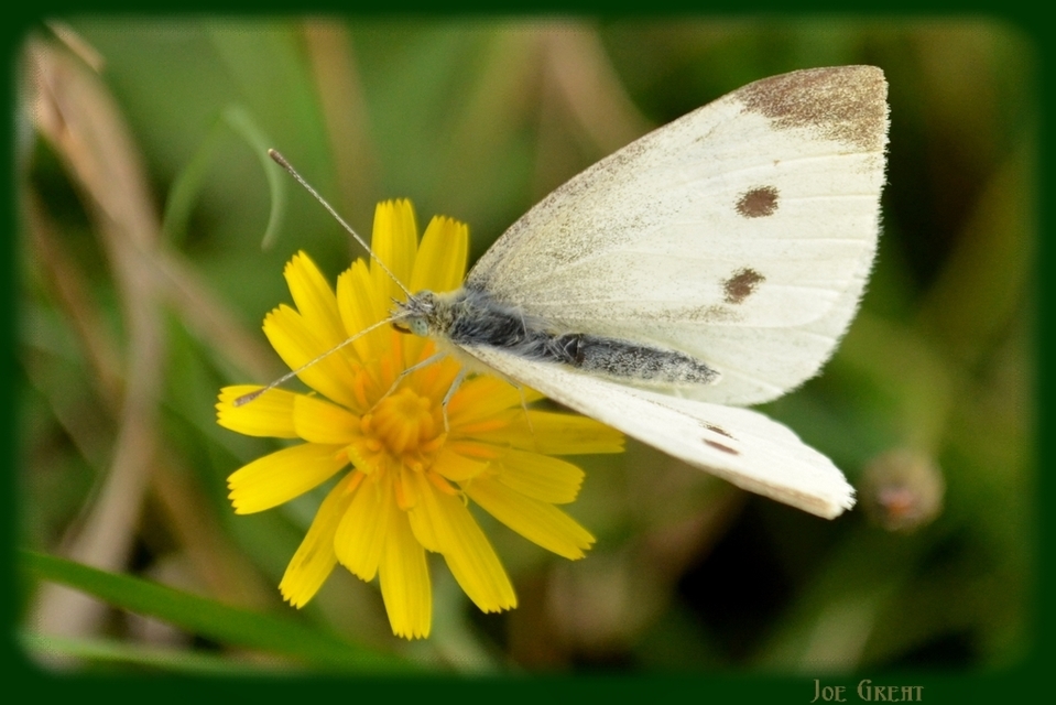 Pieris rapae - répalepke