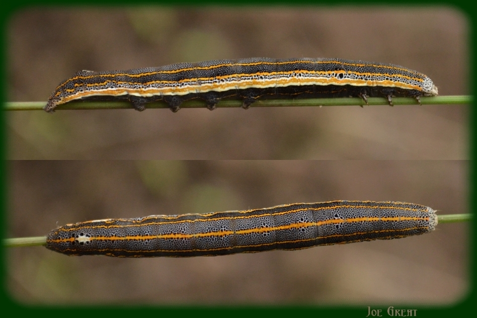 Anophia leucomelas - déli folyófűbagoly