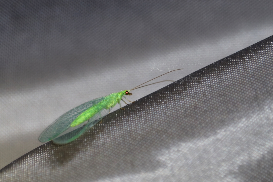 Chrysopidae - zöldfátyolkák