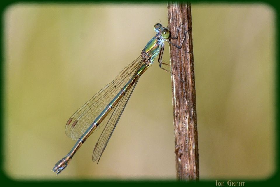 Chalcolestes viridis - nyugati zöld-rablószitakötő