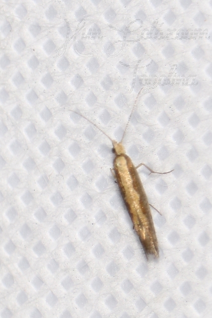 Plutella xylostella - káposztamoly