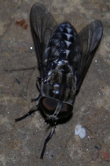 Tabanus