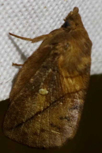 Euthrix potatoria - szomjas pohók