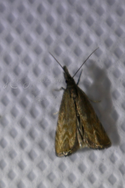 Platytes cerussella - törpe fűgyökérmoly