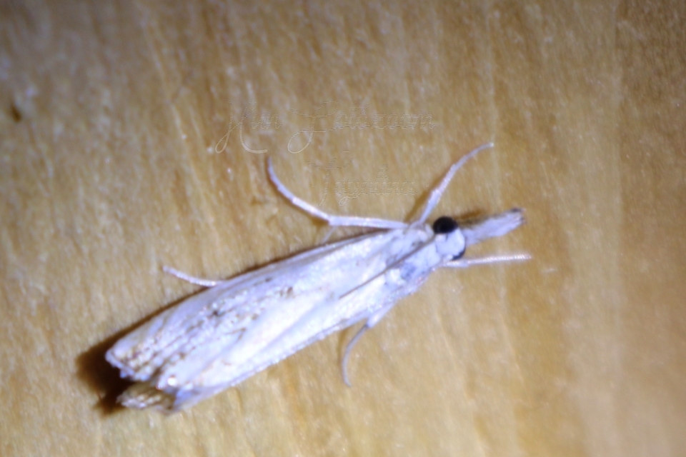 Catoptria falsella - hálós fűgyökérmoly