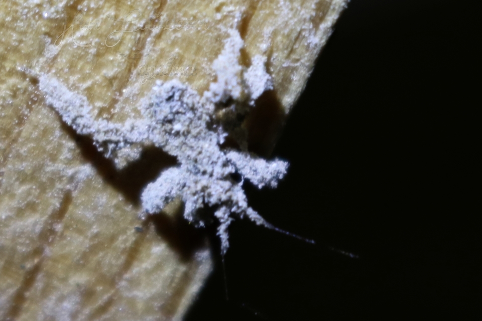 Reduvius personatus - szemetes zugpoloska