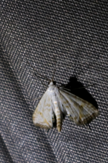 Cataclysta lemnata - békalencsemoly