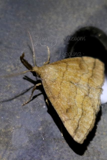 Polypogon gryphalis - láperdei karcsúbagoly