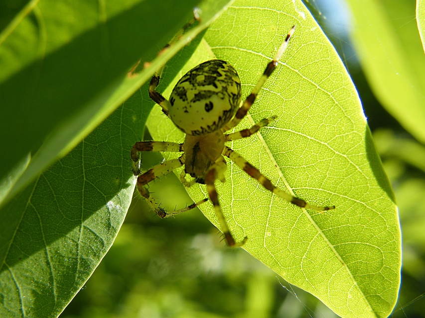 Araneus marmoreus - márványos keresztespók