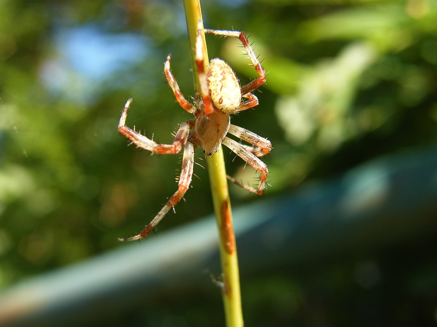 Araneus marmoreus - márványos keresztespók