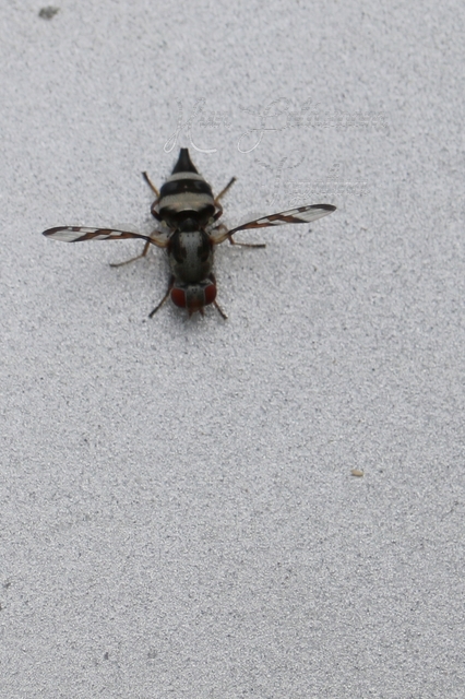 Myennis octopunctata