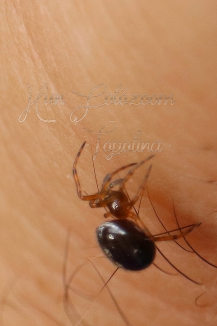 Steatoda bipunctata - kétpettyes faggyúpók