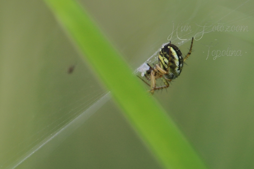 Mangora acalypha - réti keresztespók