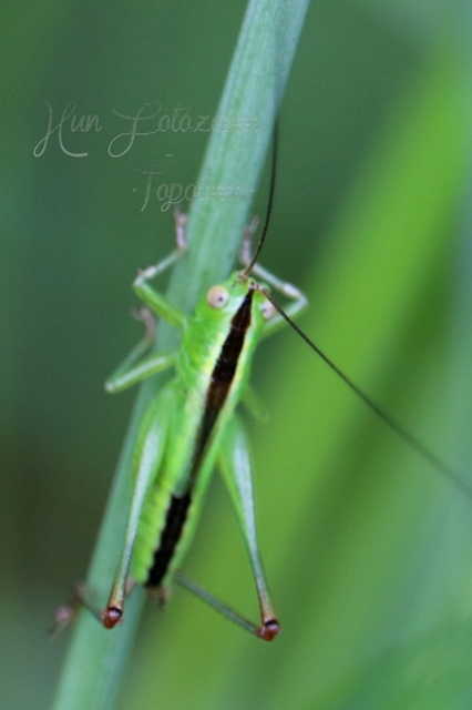 Conocephalus fuscus - kis kúpfejűszöcske
