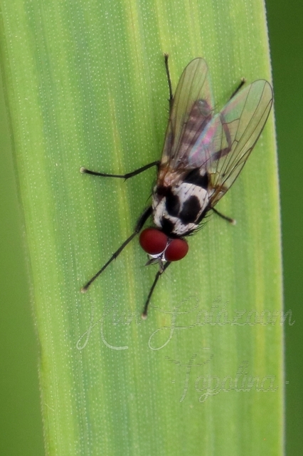 Anthomyia