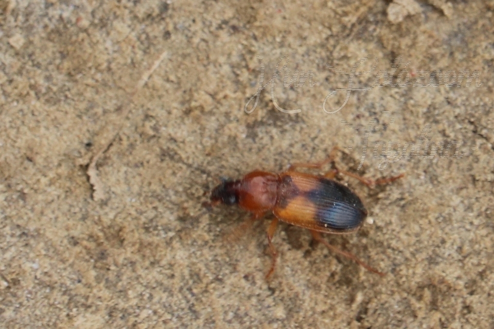 Stenolophus teutonus - nagyfoltos turzásfutó