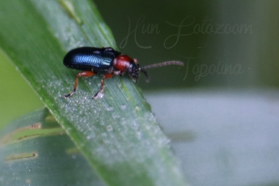 Oulema melanopus/duftschmidi