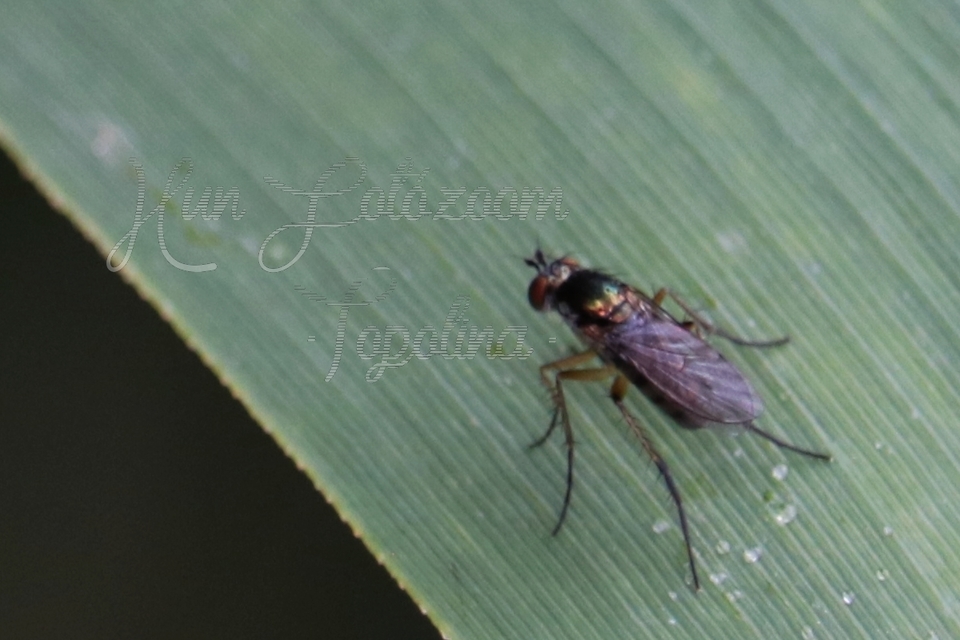 Dolichopodidae - szúnyoglábú legyek