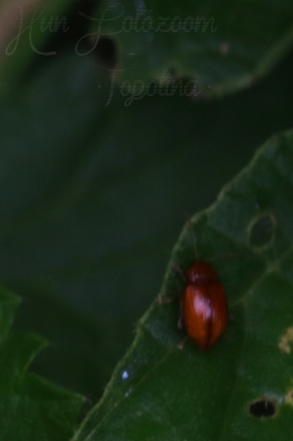 Neocrepidodera