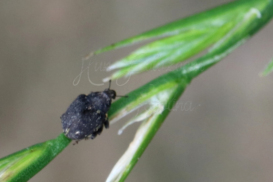 Stenocarus cardui - pipacsgyökér-ormányos