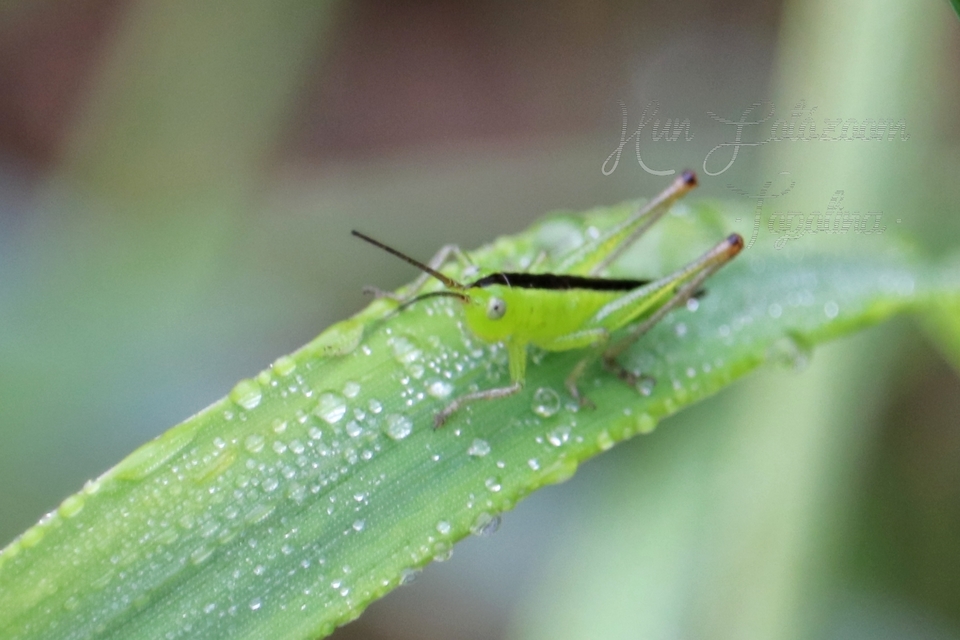 Conocephalus fuscus - kis kúpfejűszöcske