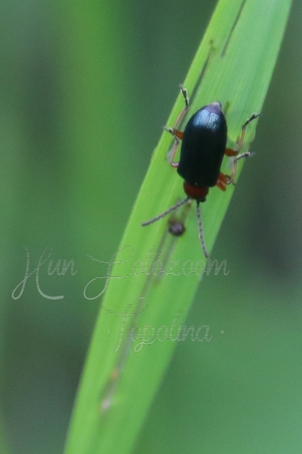 Oulema melanopus/duftschmidi