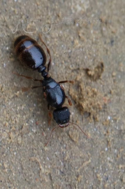 Tetramorium
